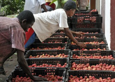 AVSF : un commerce équitable à Madagascar
