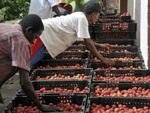 AVSF : un commerce équitable à Madagascar