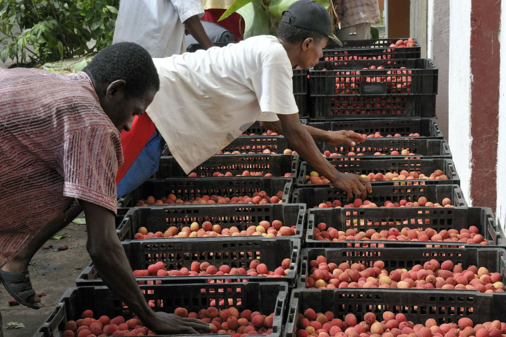 AVSF : un commerce équitable à Madagascar