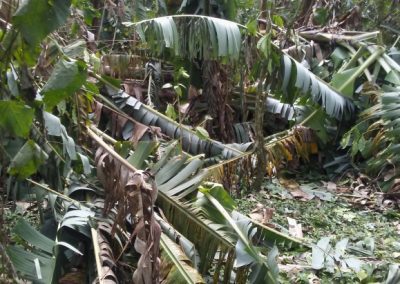 AVSF en Haiti : identifier les besoins réels pour une intervention d’urgence ciblée et efficace