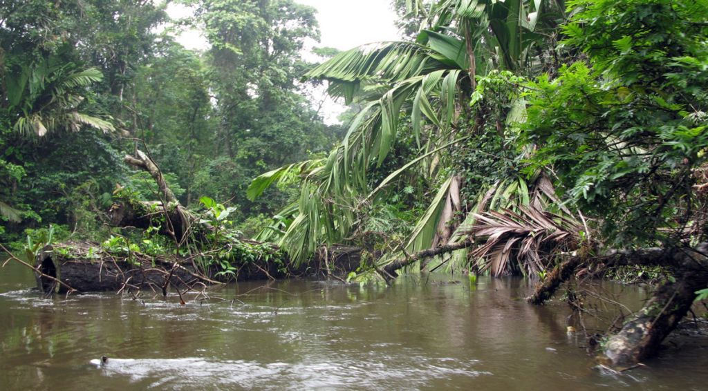 La déforestation favorise l’émergence de nouvelles maladies infectieuses