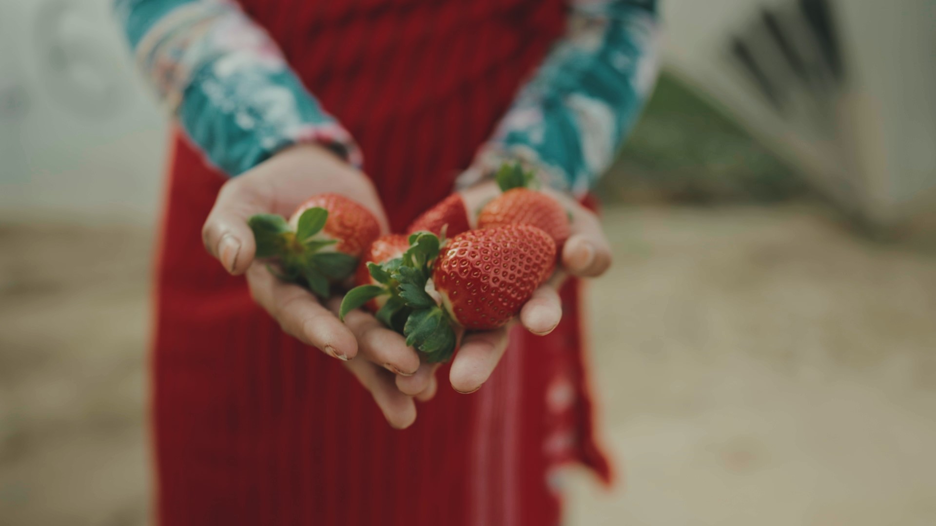 Pickers Strawberry Picker © Marcus Zahn